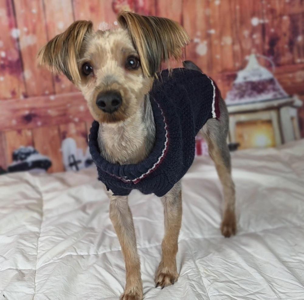 Enlarge Harvey, a Adoptable Yorkshire Terrier in Oakland, MI image 4/6