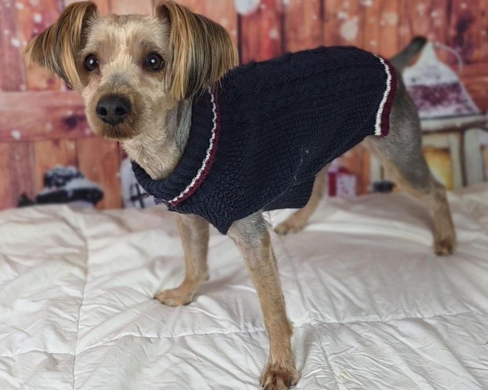 Enlarge Harvey, a Adoptable Yorkshire Terrier in Oakland, MI image 5/6