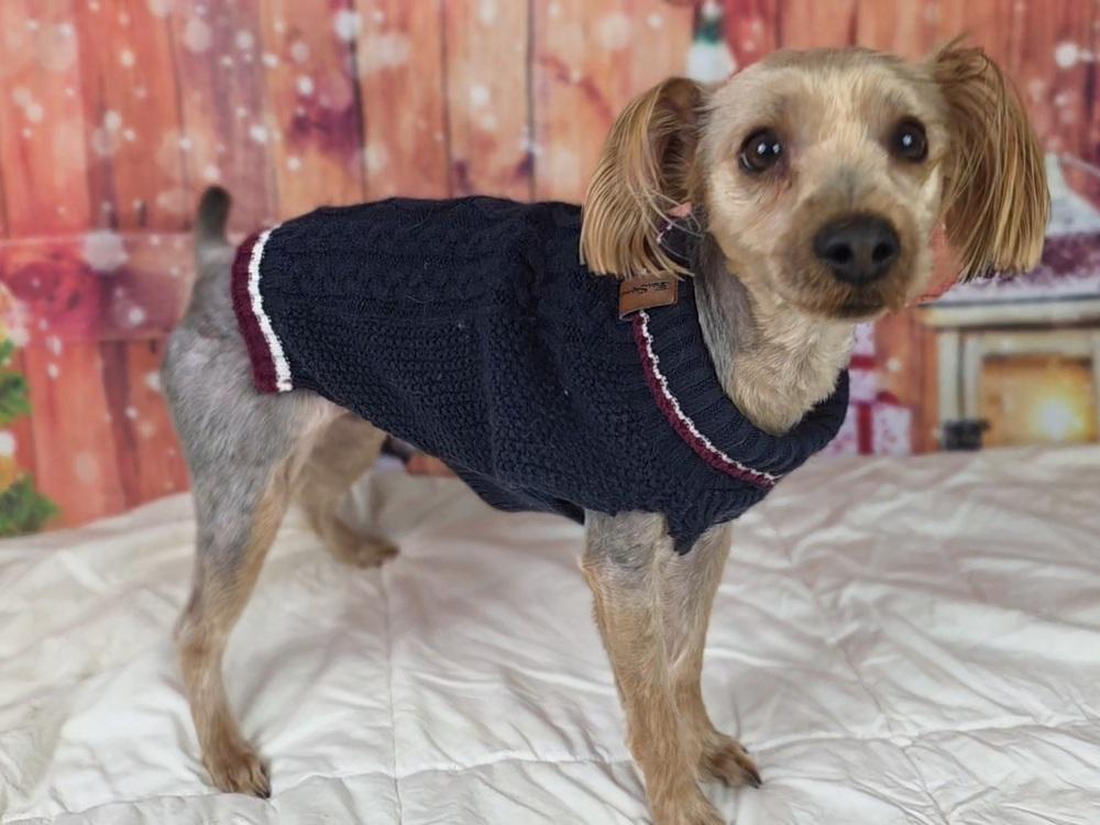 Enlarge Harvey, a Adoptable Yorkshire Terrier in Oakland, MI image 6/6