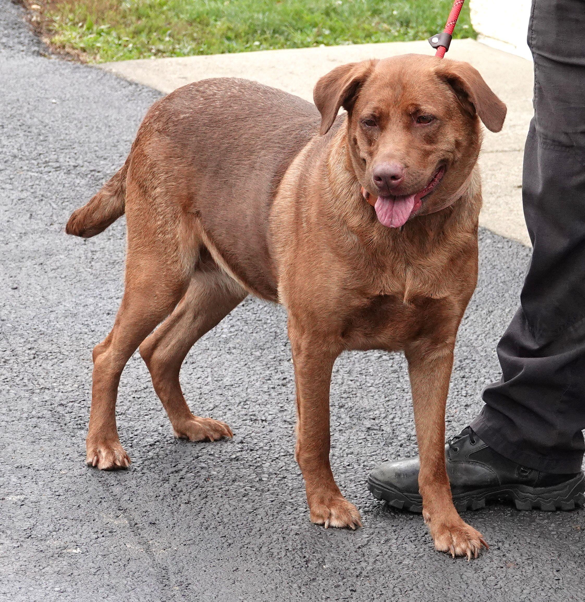 Daisy Mae - UPDATED INFO, a ADOPTABLE mixed breed in Millfield, OH image 2/3