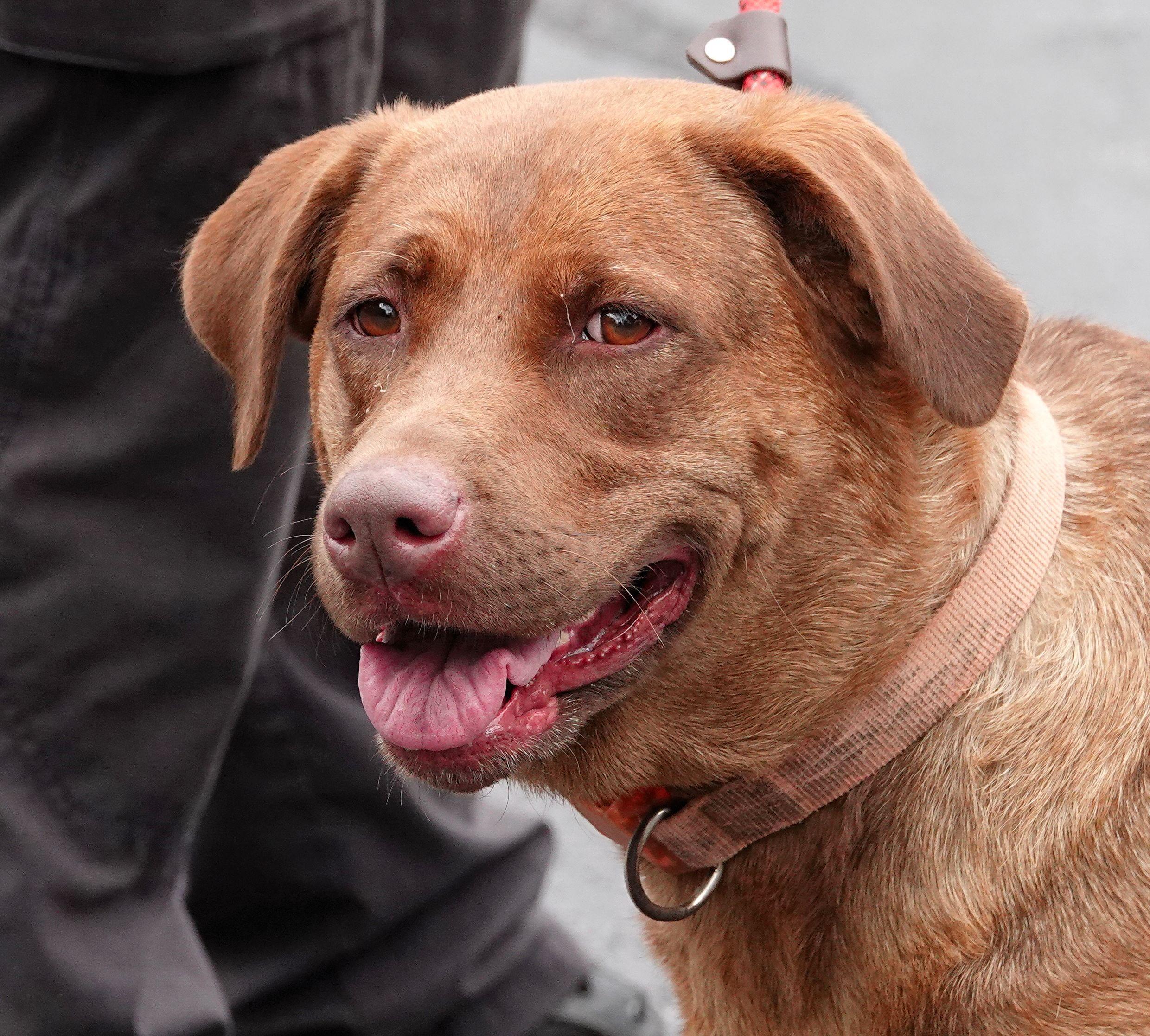 Daisy Mae - UPDATED INFO, a ADOPTABLE mixed breed in Millfield, OH image 1/3