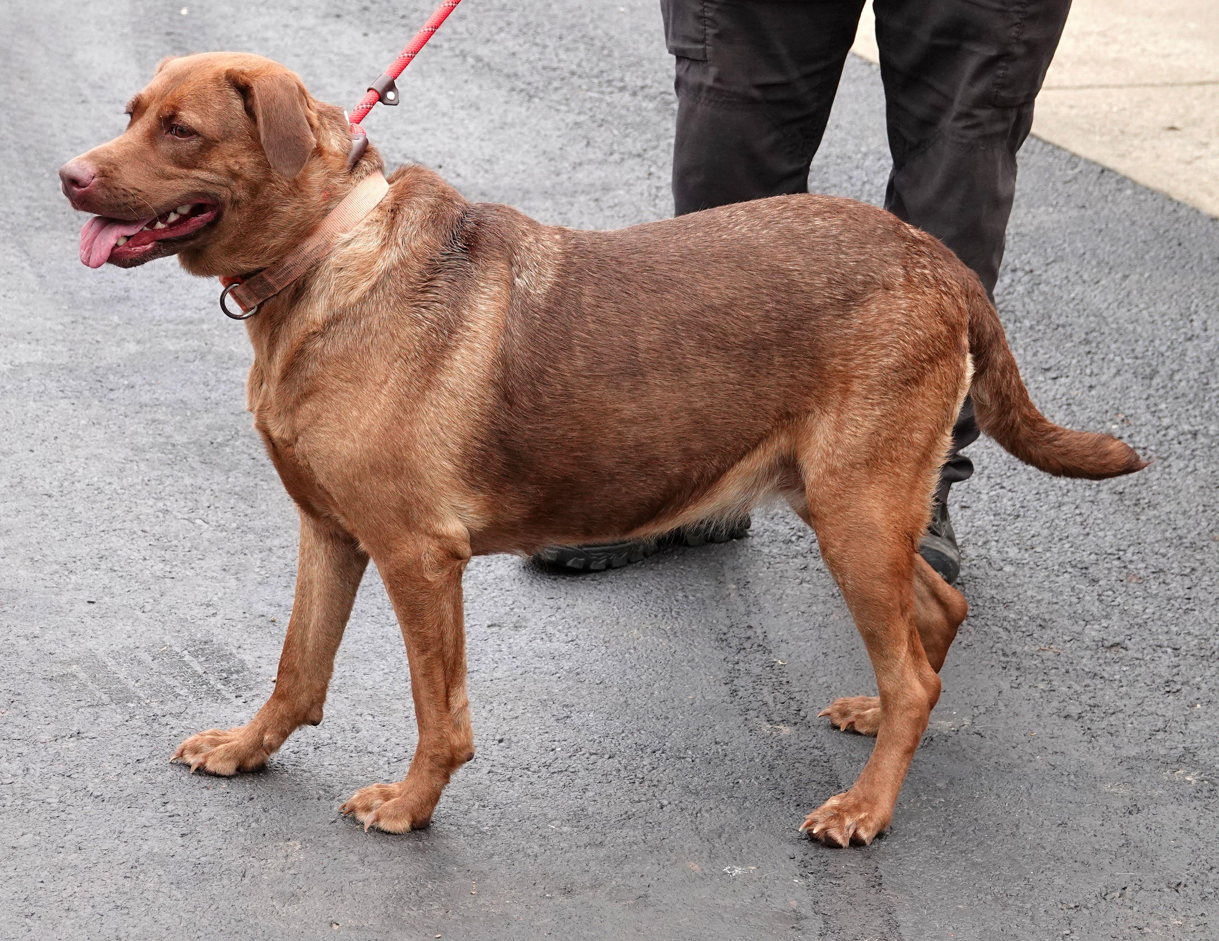 Daisy Mae - UPDATED INFO, a ADOPTABLE mixed breed in Millfield, OH image 3/3