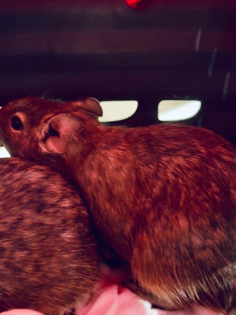 Enlarge Thornyn, a Adoptable Degu in Indianapolis, IN image 2/2