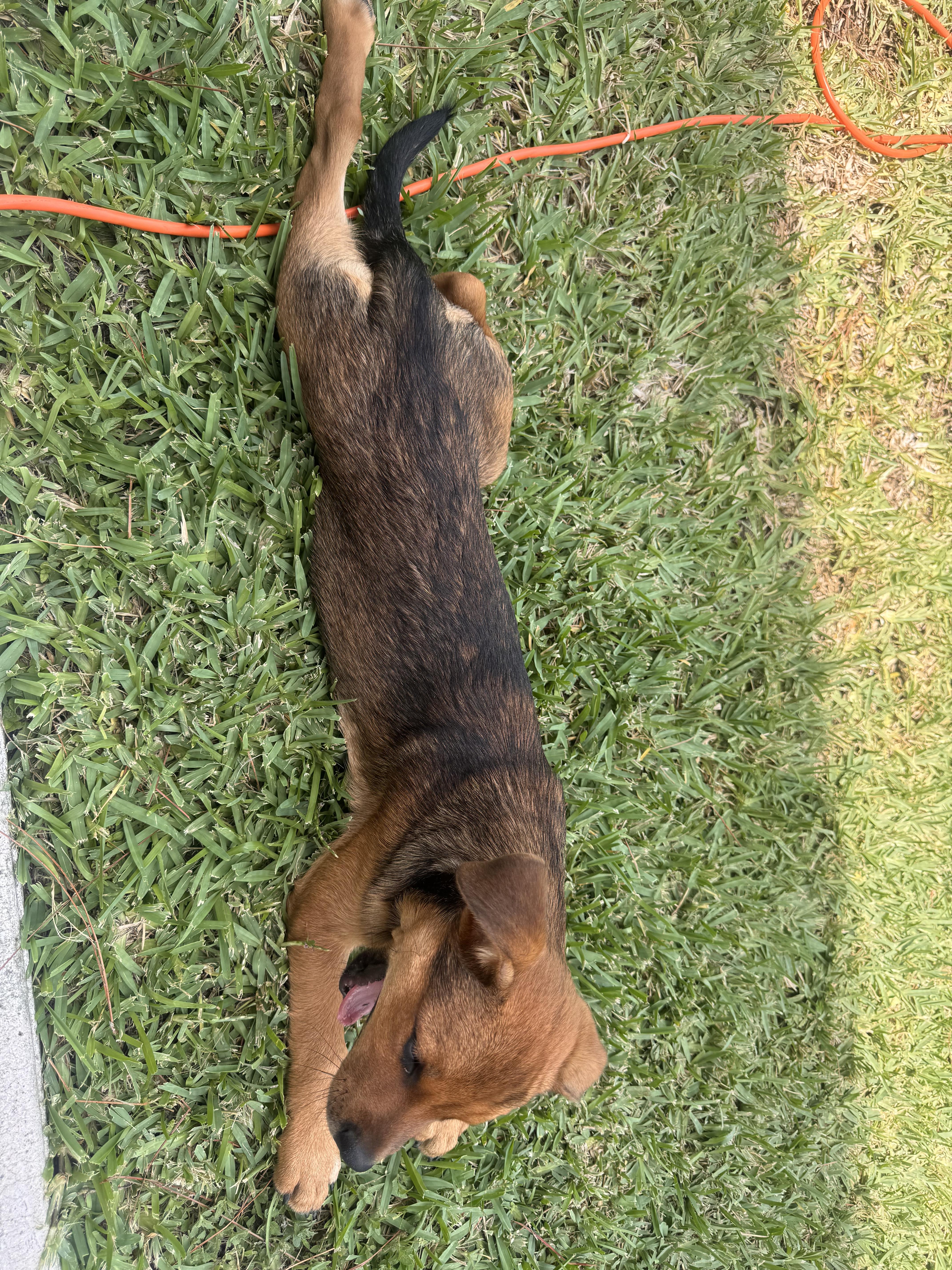 Butch, a Adoptable mixed breed in Bradenton, FL image 1/6