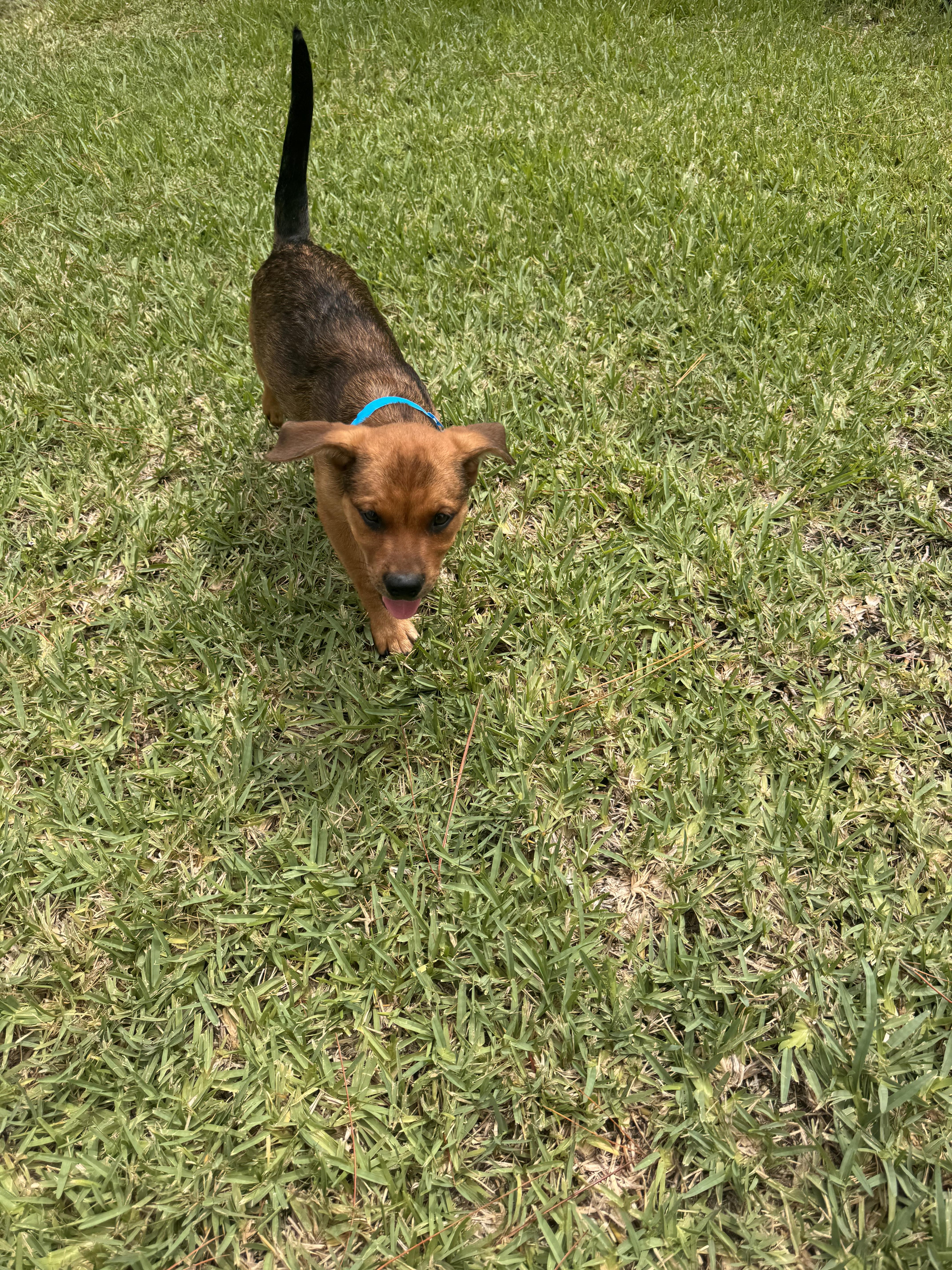 Butch, a Adoptable mixed breed in Bradenton, FL image 2/6
