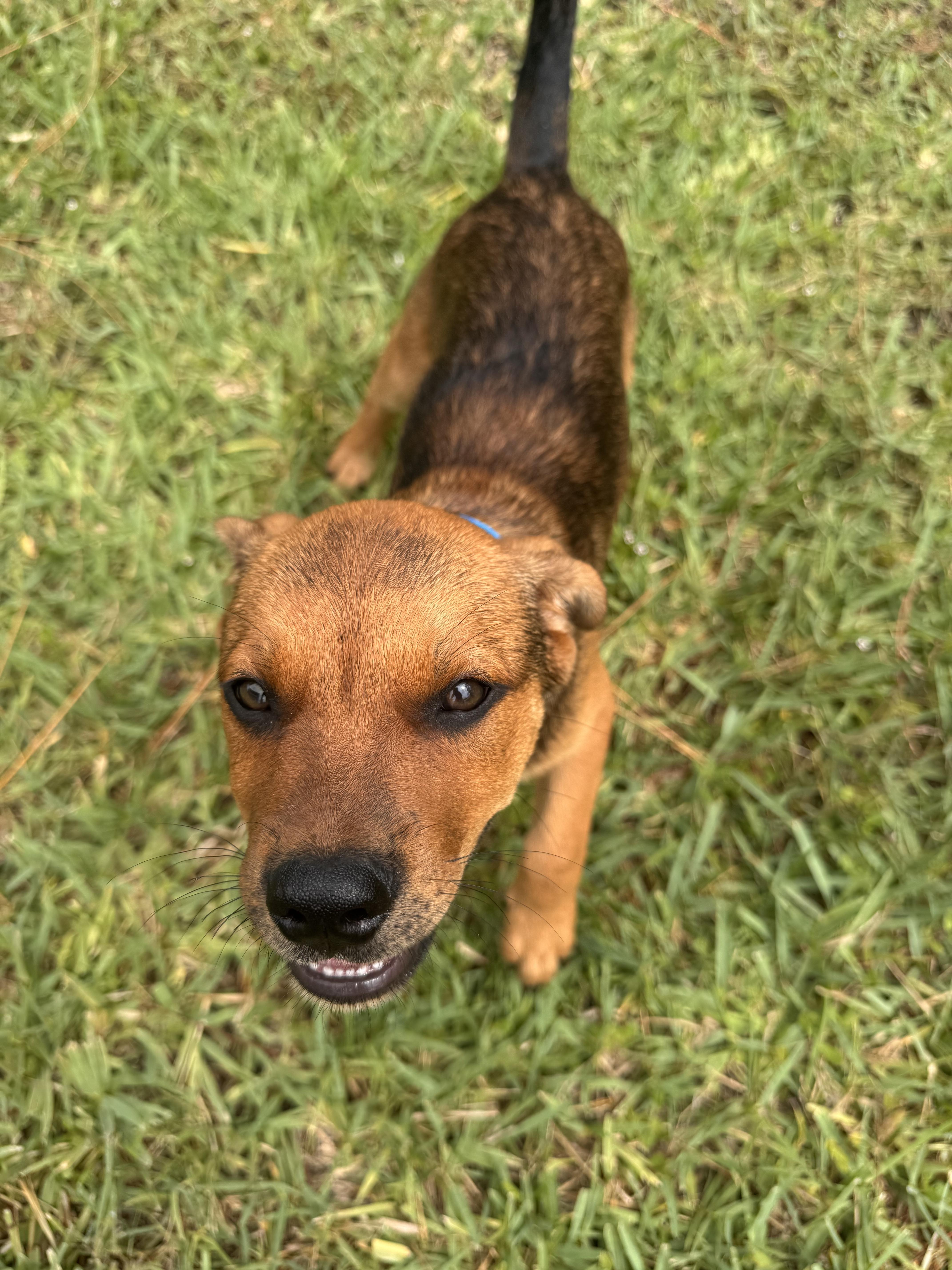 Butch, a Adoptable mixed breed in Bradenton, FL image 3/6