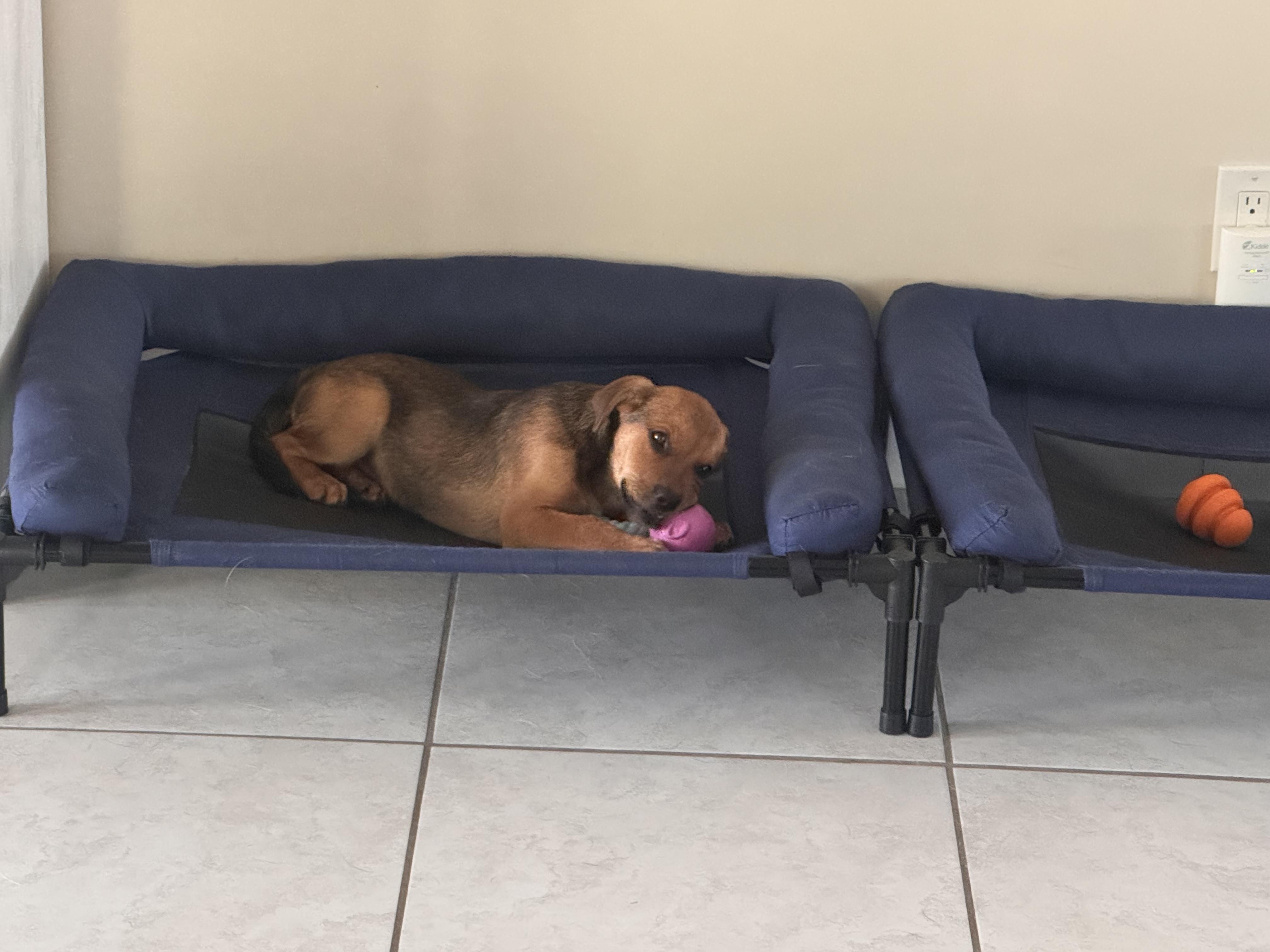 Butch, a Adoptable mixed breed in Bradenton, FL image 4/6
