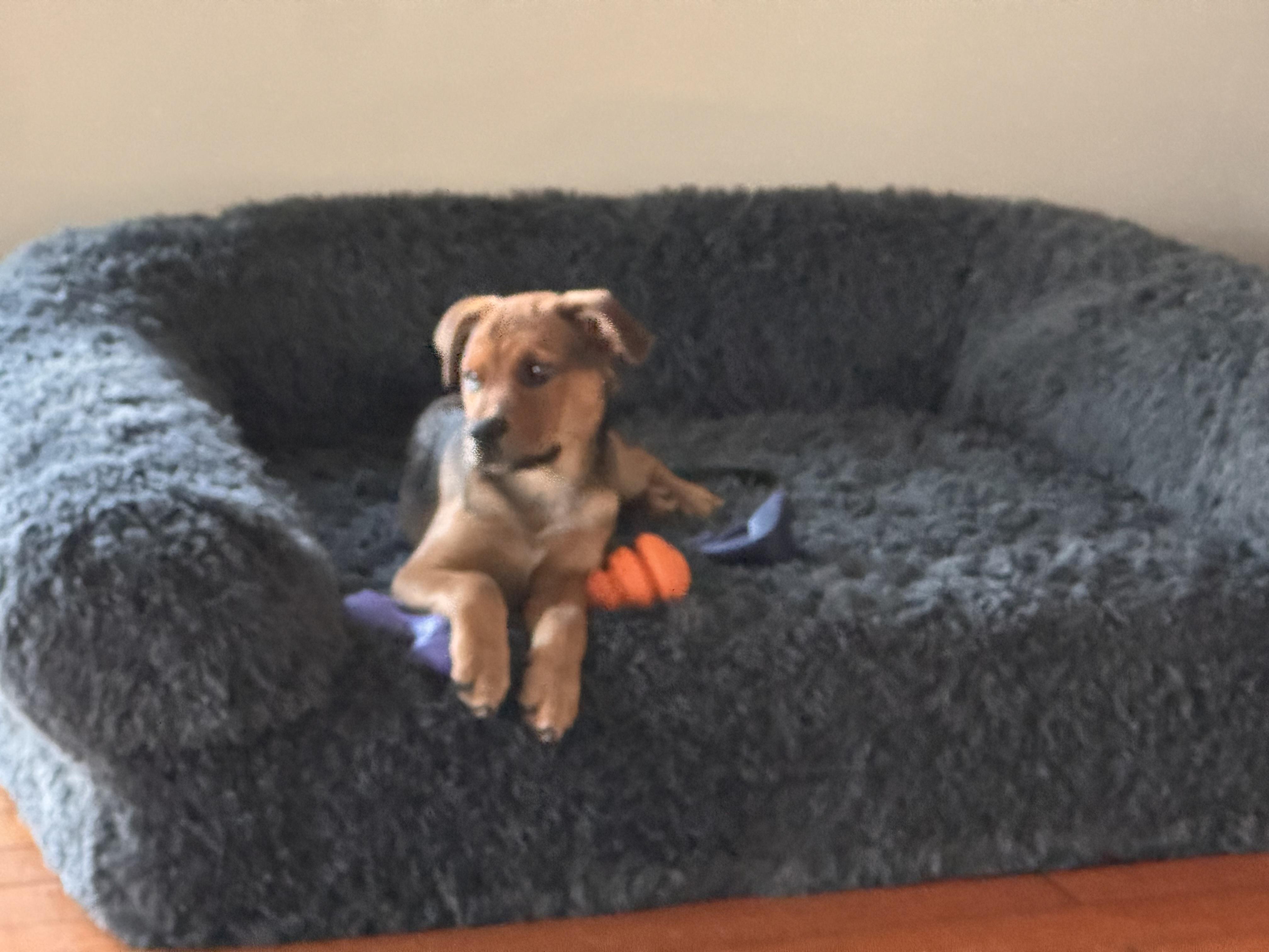Butch, a Adoptable mixed breed in Bradenton, FL image 5/6