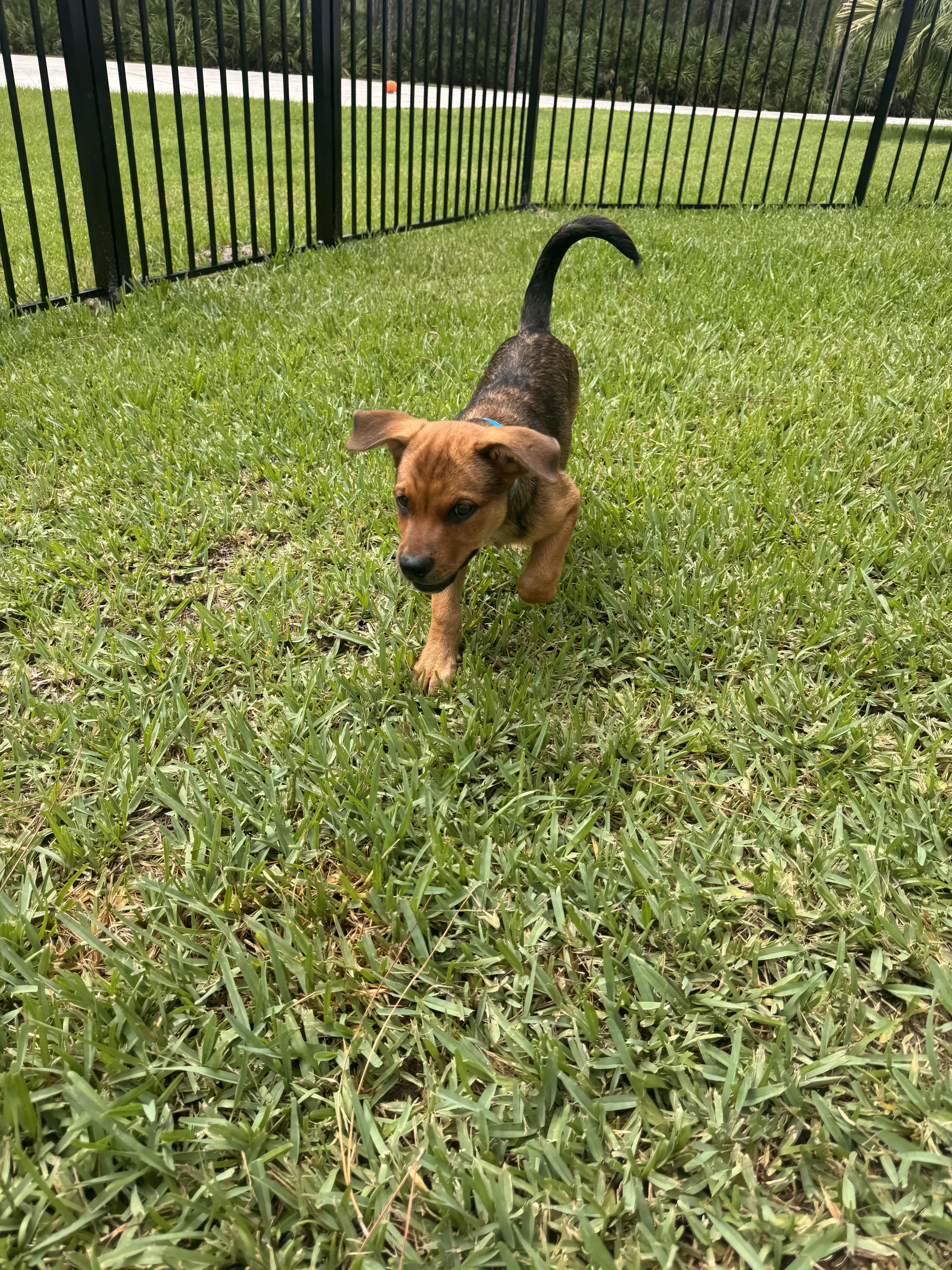 Butch, a Adoptable mixed breed in Bradenton, FL image 6/6