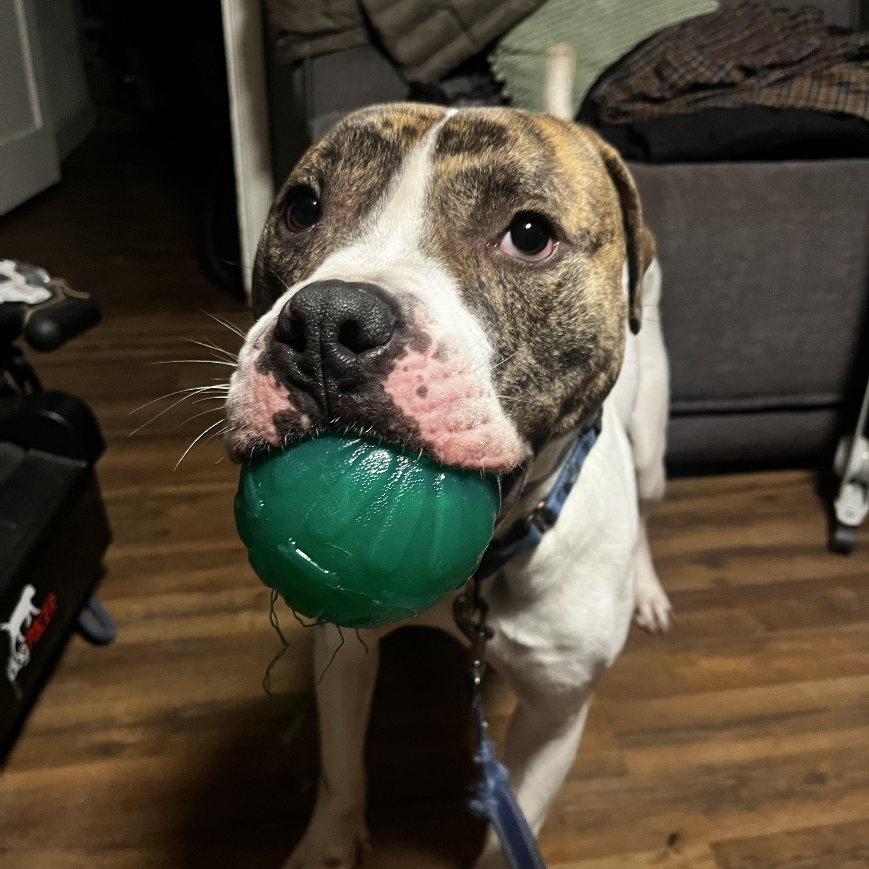 Enlarge K-Dawg, a ADOPTABLE Pit Bull Terrier in Pittsburgh, PA image 2/3
