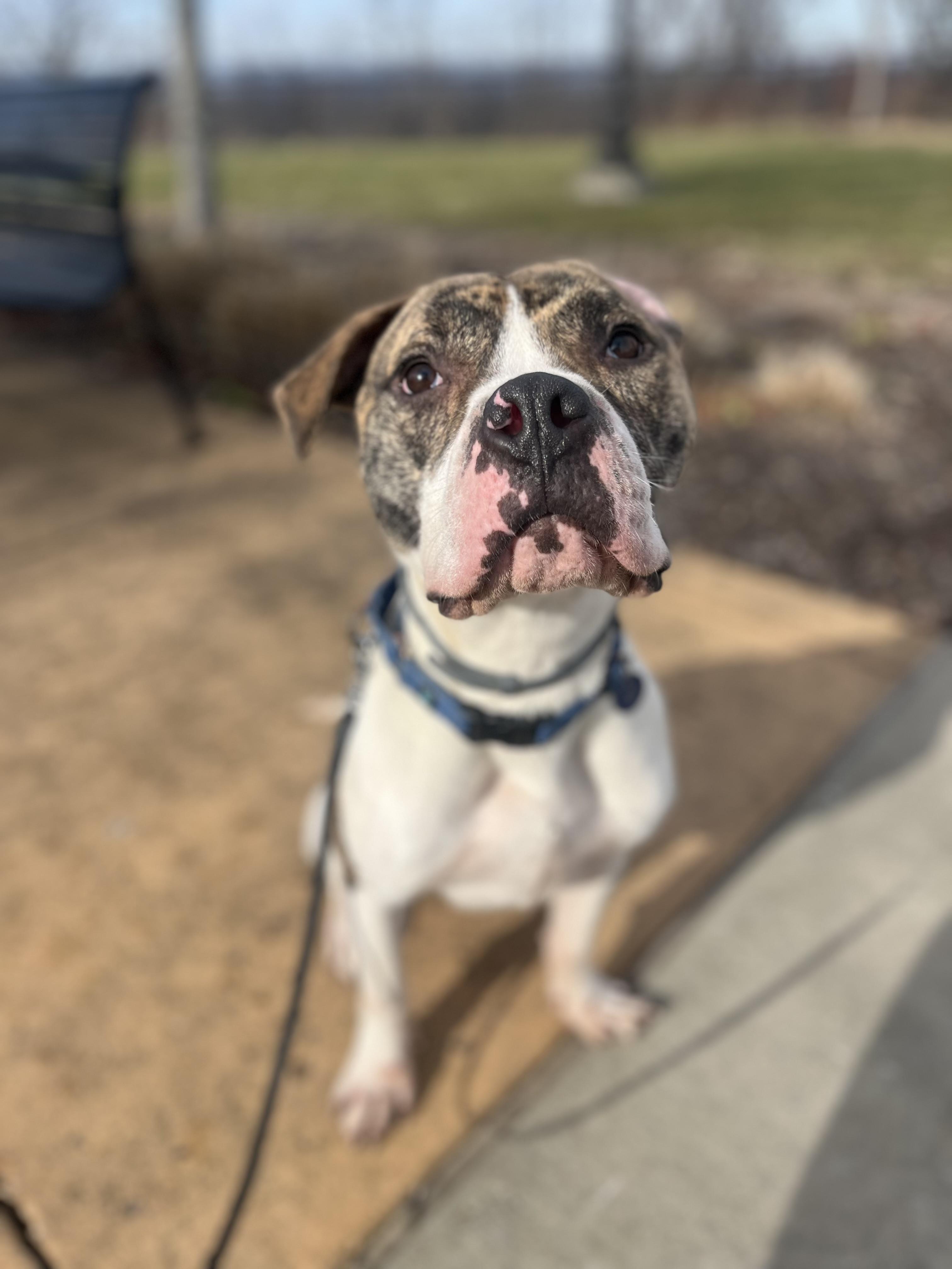 K-Dawg, ADOPTABLE, Young Male Pit Bull Terrier.