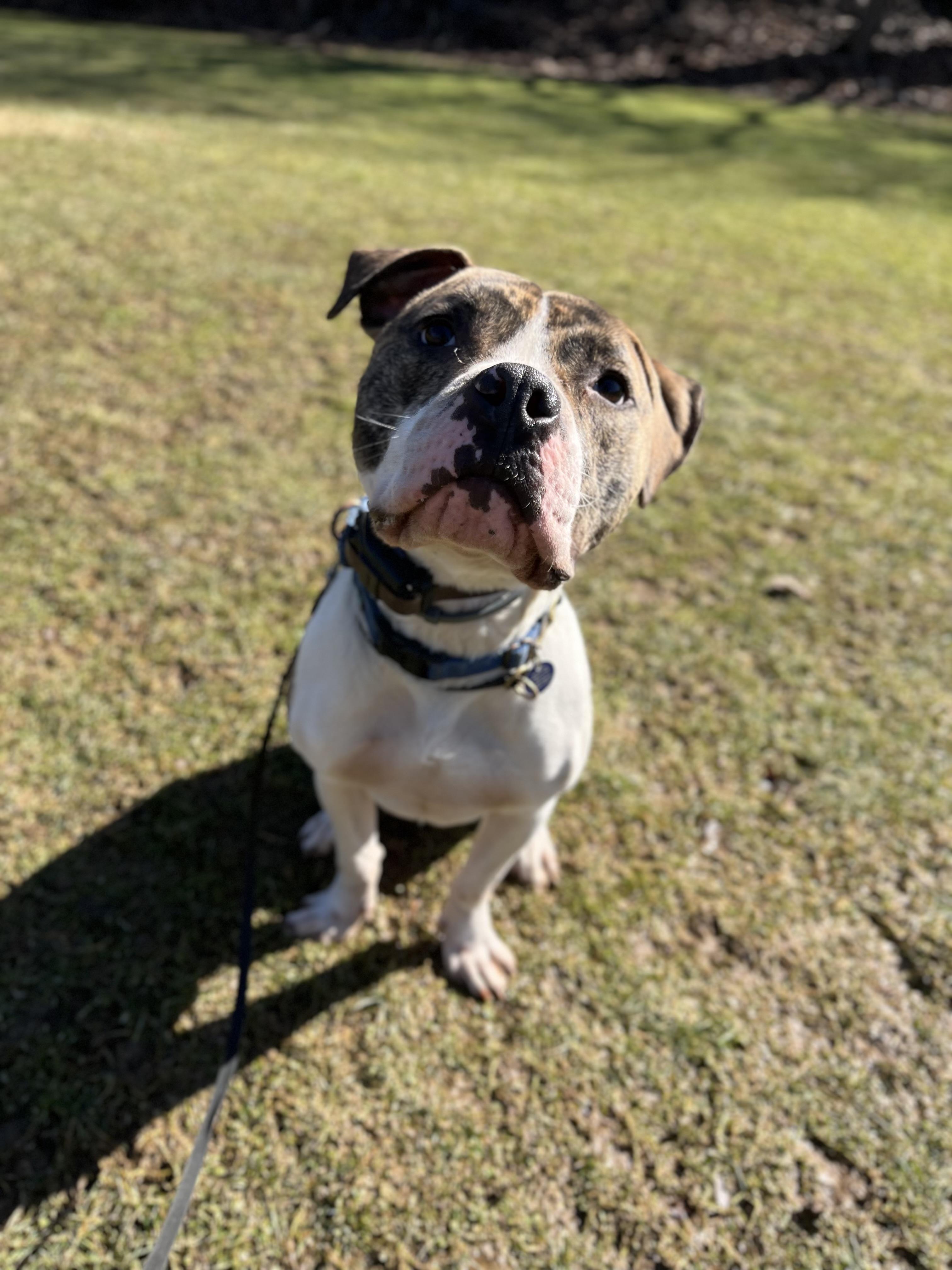 Enlarge K-Dawg, a ADOPTABLE Pit Bull Terrier in Pittsburgh, PA image 3/3
