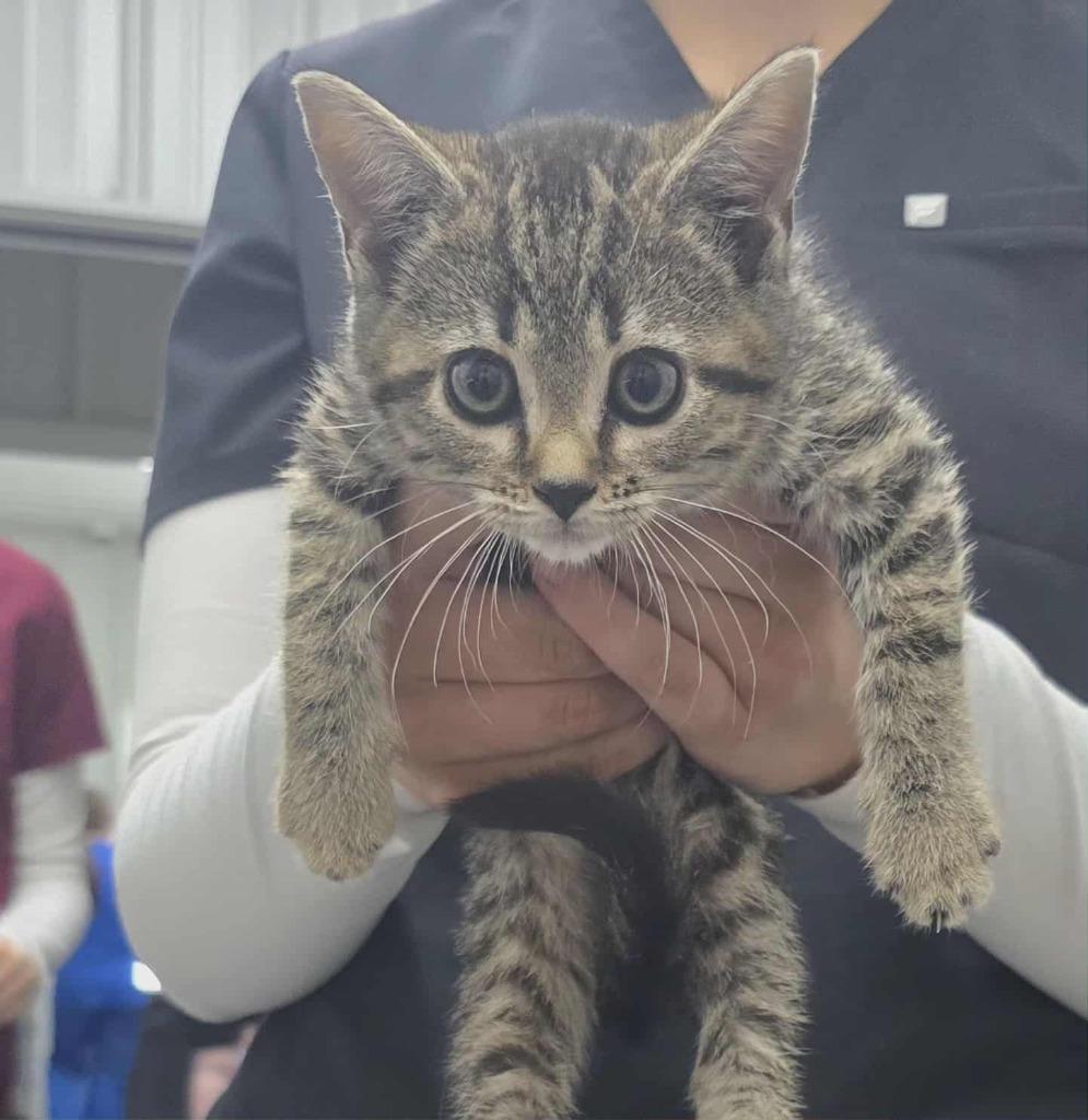 Enlarge Doc, a Adoptable mixed breed in Hillsdale, IN image 1/1