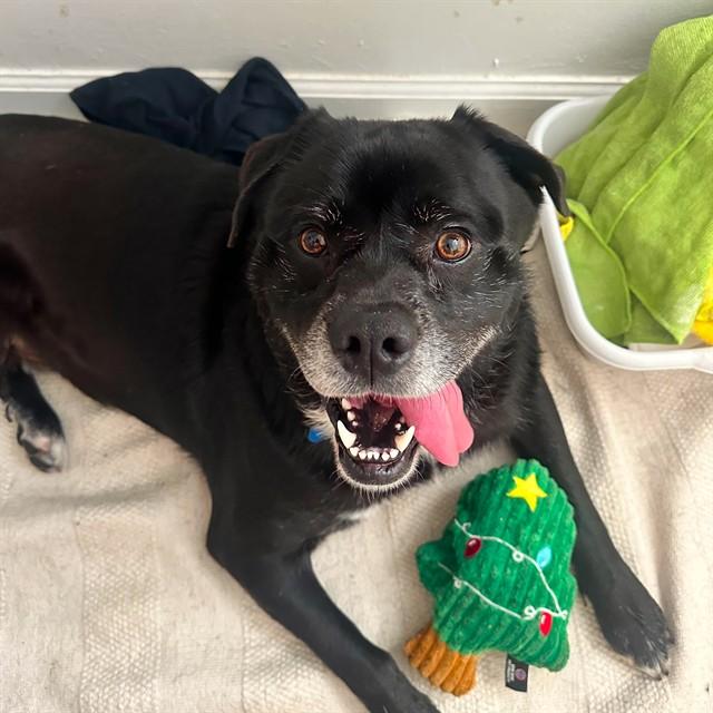 WEBBER, Adoptable, Adult Male Chow Chow & Terrier.