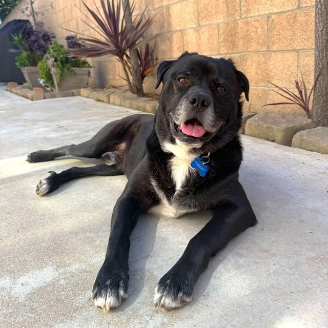 Enlarge WEBBER, a Adoptable mixed breed in Long Beach, CA image 1/1