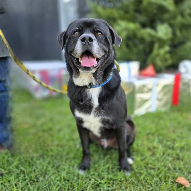 WEBBER, Adoptable, Adult Male Chow Chow & Terrier.
