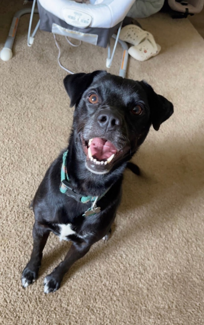 Tux, a Adoptable Mixed Breed in Hot Springs, AR image 1/2