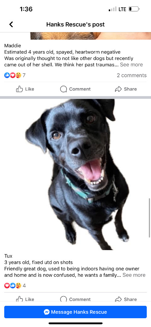 Tux, a Adoptable Mixed Breed in Hot Springs, AR image 2/2