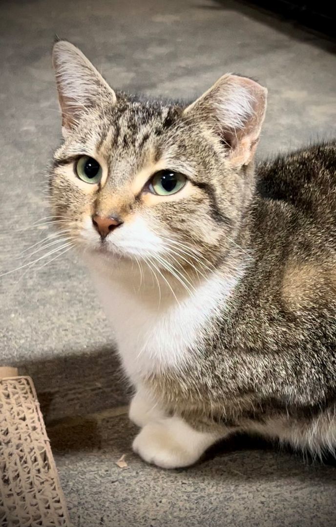 Willow, Adoptable, Adult Female Domestic Short Hair.