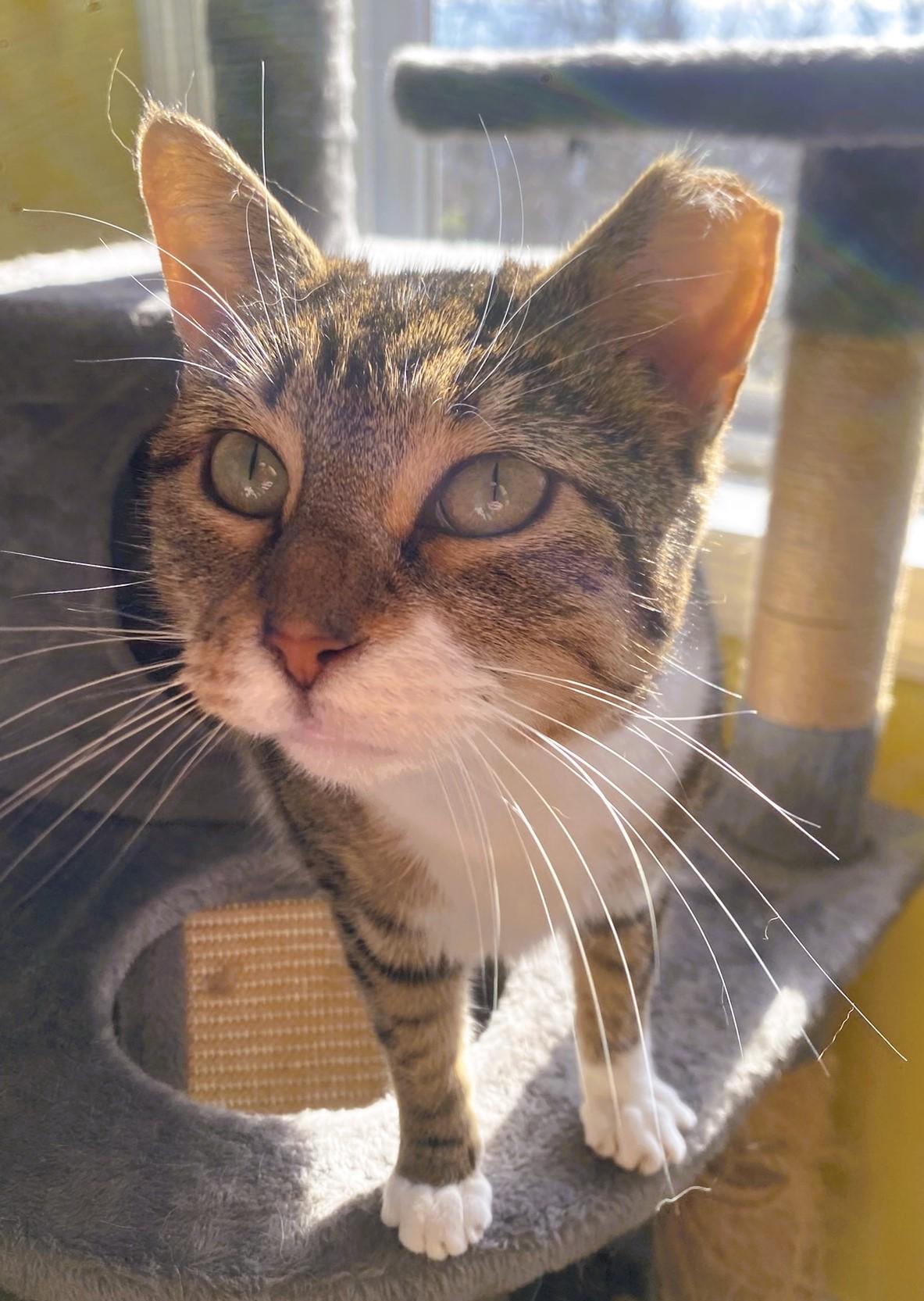 Enlarge Willow, a Adoptable Domestic Short Hair in Solon, IA image 3/5