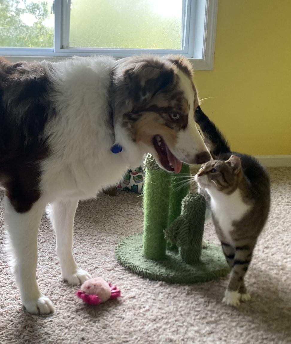 Enlarge Willow, a Adoptable Domestic Short Hair in Solon, IA image 5/5