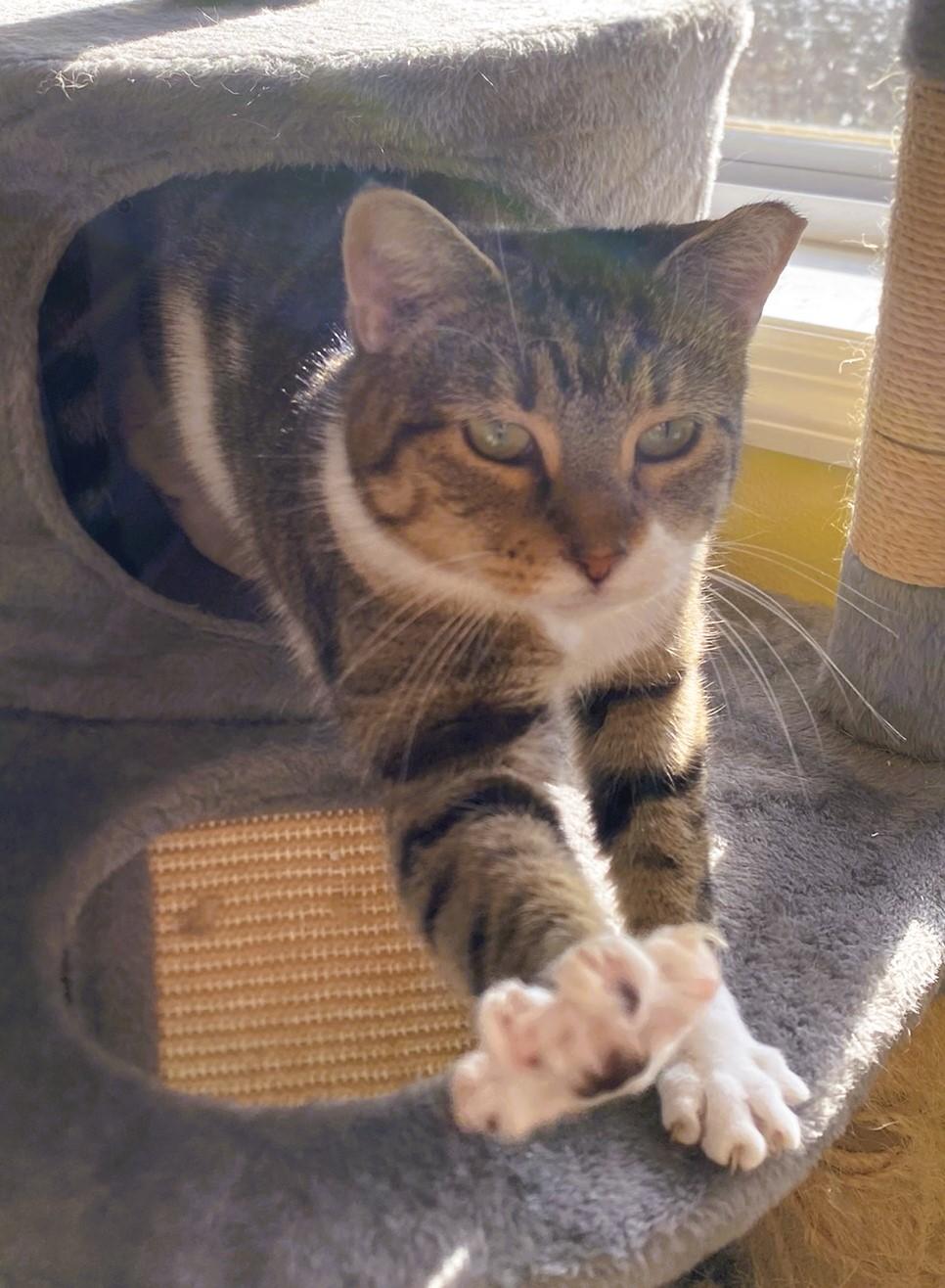 Enlarge Willow, a Adoptable Domestic Short Hair in Solon, IA image 4/5