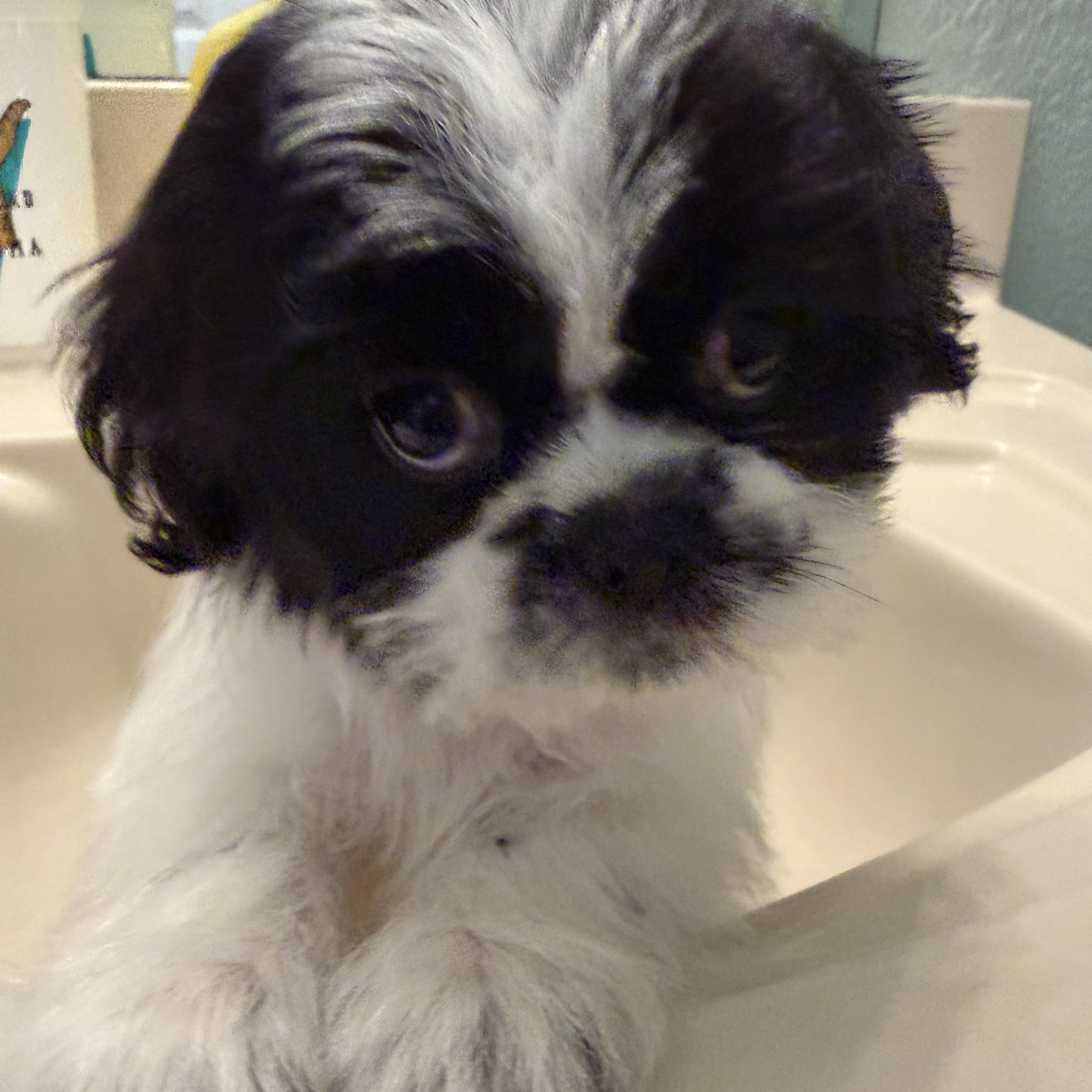 Enlarge Butternut Turner, a Adopted Shih Tzu in Plano, TX image 2/2