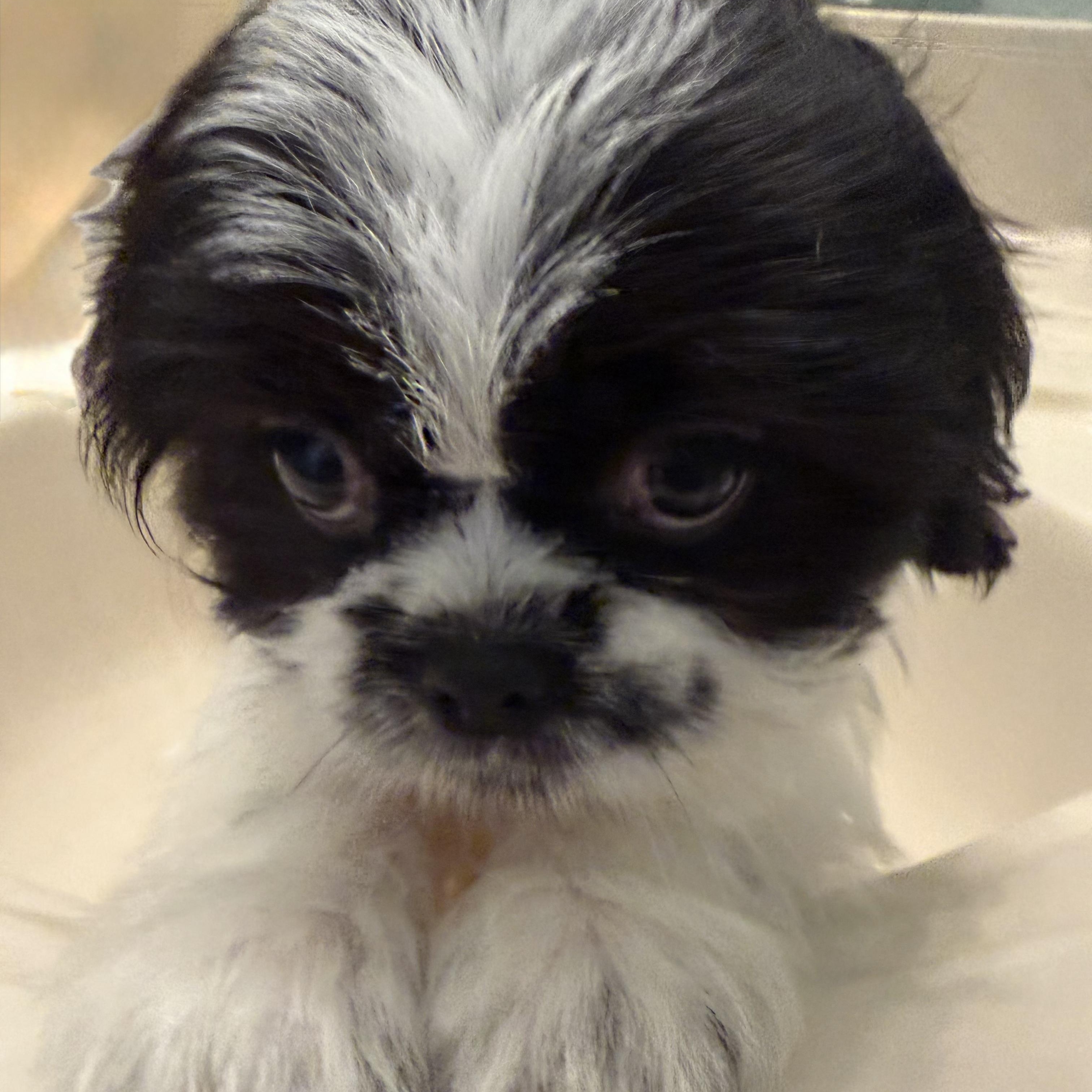 Butternut Turner, Adopted, Puppy Male Shih Tzu.