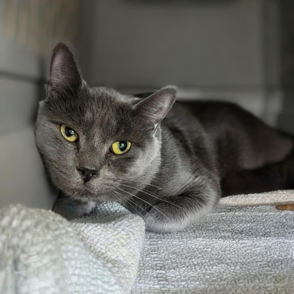 Enlarge Smokey, a Adoptable Domestic Short Hair in East Smithfield , PA image 1/5