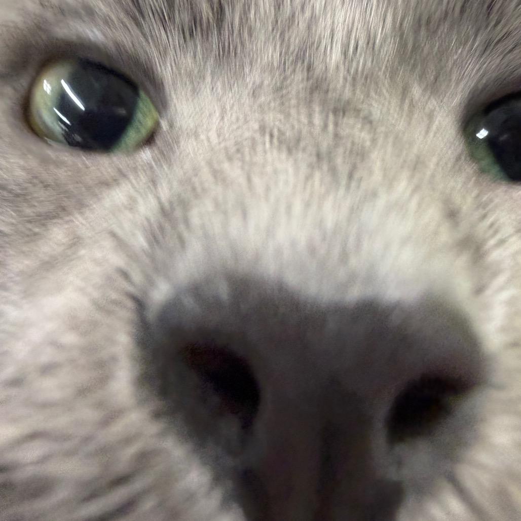 Smokey, a Adoptable Domestic Short Hair in East Smithfield , PA image 1/6