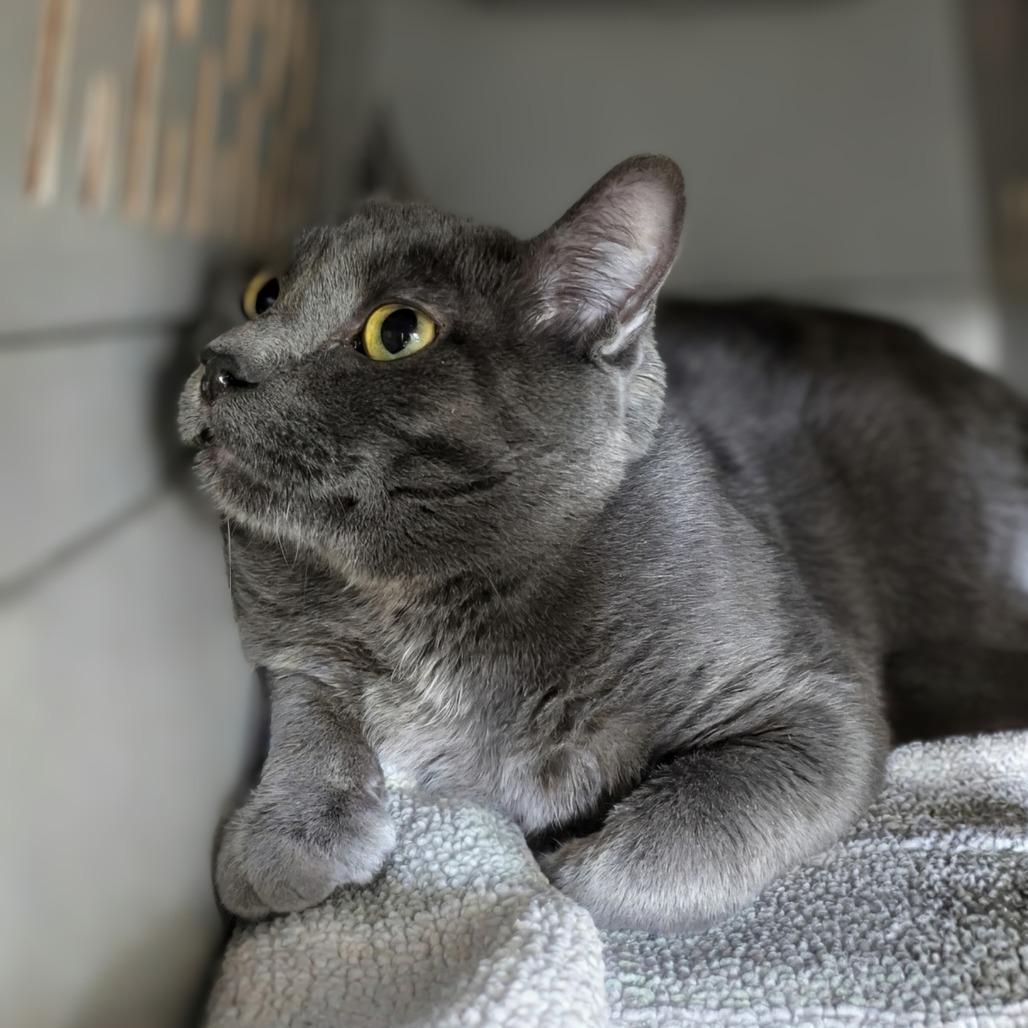 Enlarge Smokey, a Adoptable Domestic Short Hair in East Smithfield , PA image 2/5