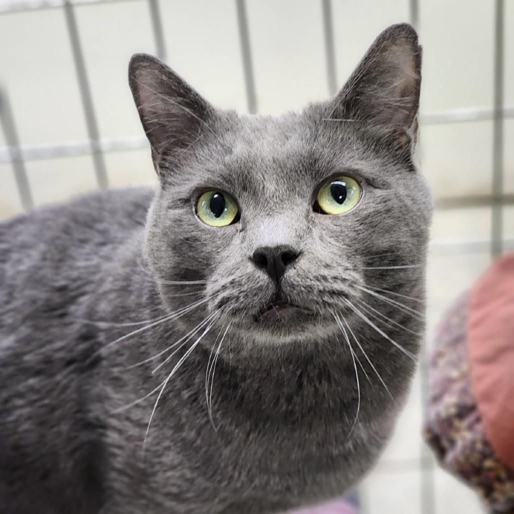 Enlarge Smokey, a Adoptable Domestic Short Hair in East Smithfield , PA image 3/5