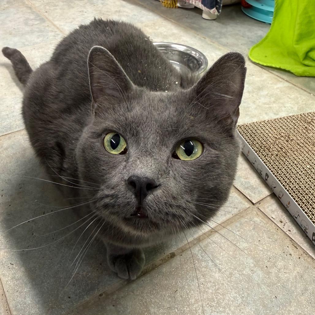 Smokey, a Adoptable Domestic Short Hair in East Smithfield , PA image 3/6