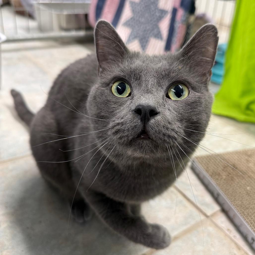 Smokey, a Adoptable Domestic Short Hair in East Smithfield , PA image 4/6