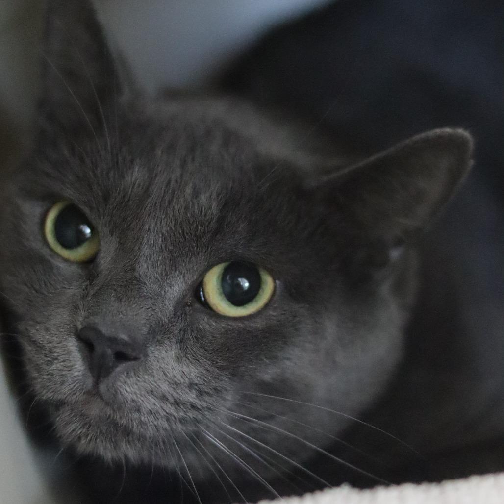 Enlarge Smokey, a Adoptable Domestic Short Hair in East Smithfield , PA image 3/5