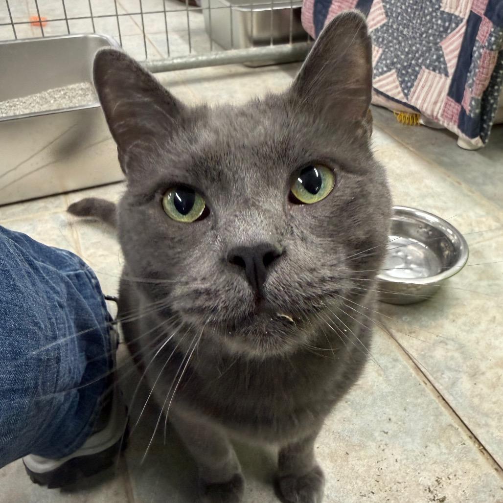 Smokey, a Adoptable Domestic Short Hair in East Smithfield , PA image 5/6