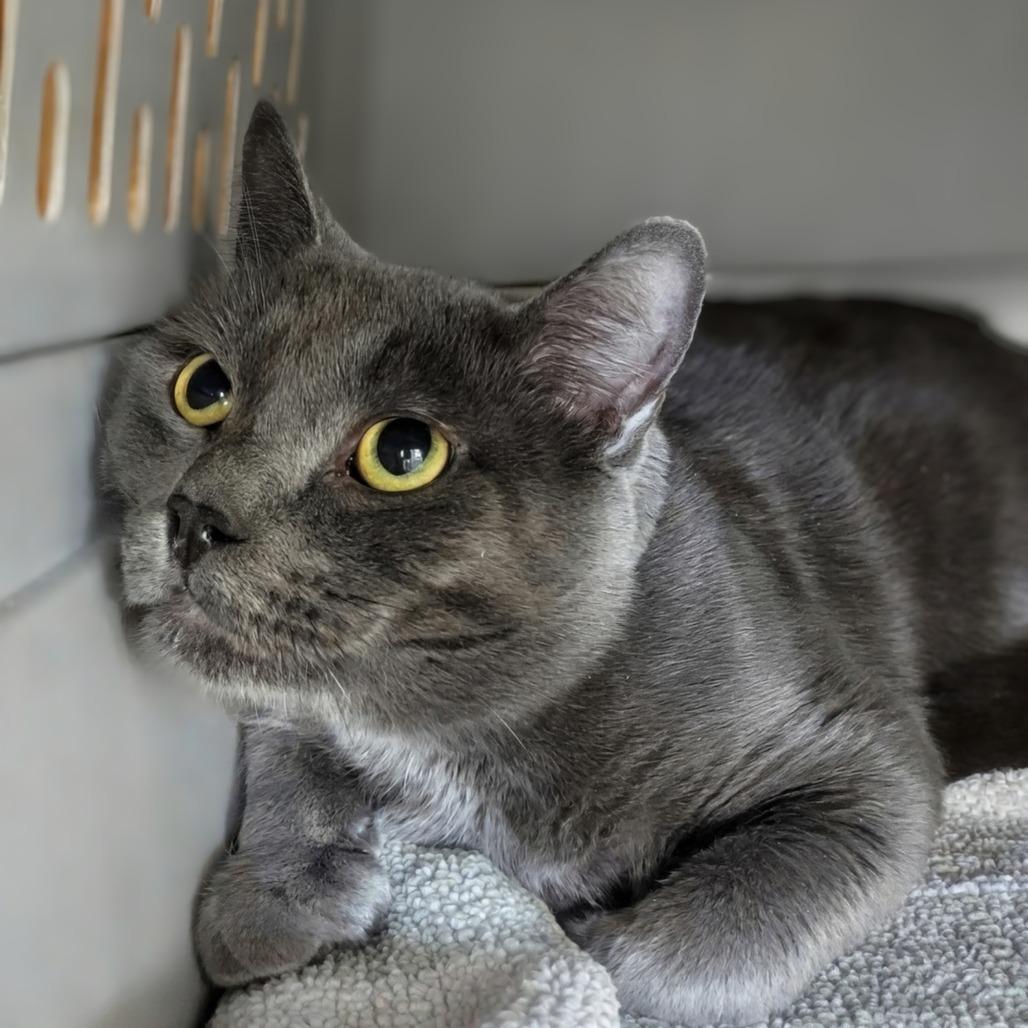 Enlarge Smokey, a Adoptable Domestic Short Hair in East Smithfield , PA image 4/5