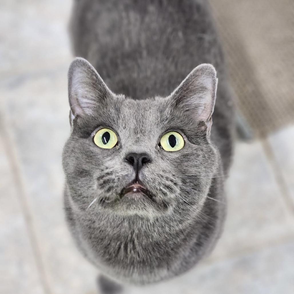 Smokey, a Adoptable Domestic Short Hair in East Smithfield , PA image 6/6