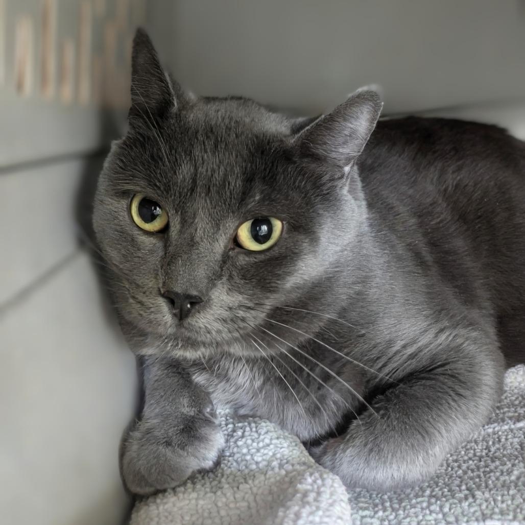 Enlarge Smokey, a Adoptable Domestic Short Hair in East Smithfield , PA image 5/5