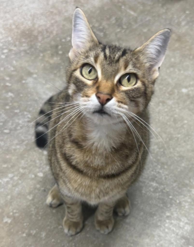 Enlarge OldManCat, a Adoptable mixed breed in Lagrange, IN image 1/1