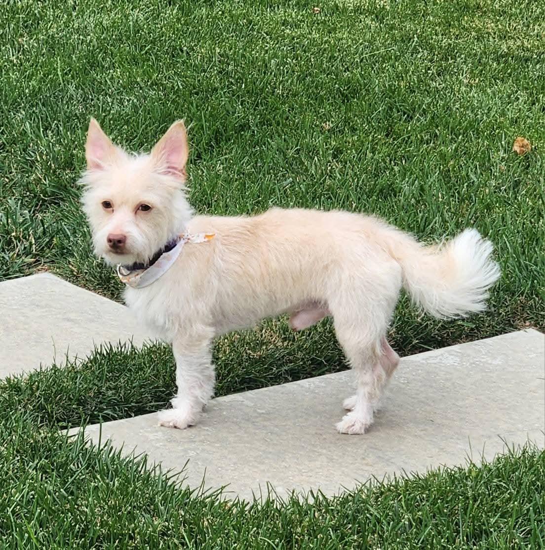 Scruffy, Adoptable, Puppy Male Terrier.