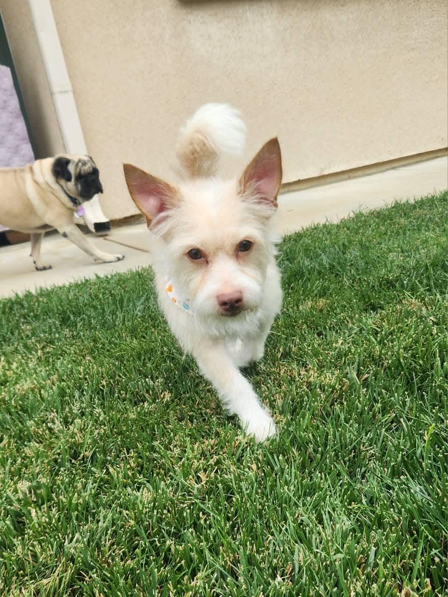Enlarge Scruffy, a Adoptable Terrier in San Bernardino, CA image 2/3