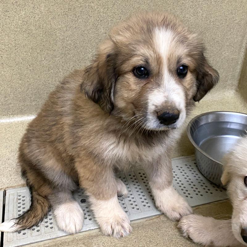 Enlarge Mulan #22481, an adopted mixed breed in Monroe, GA image 1/1