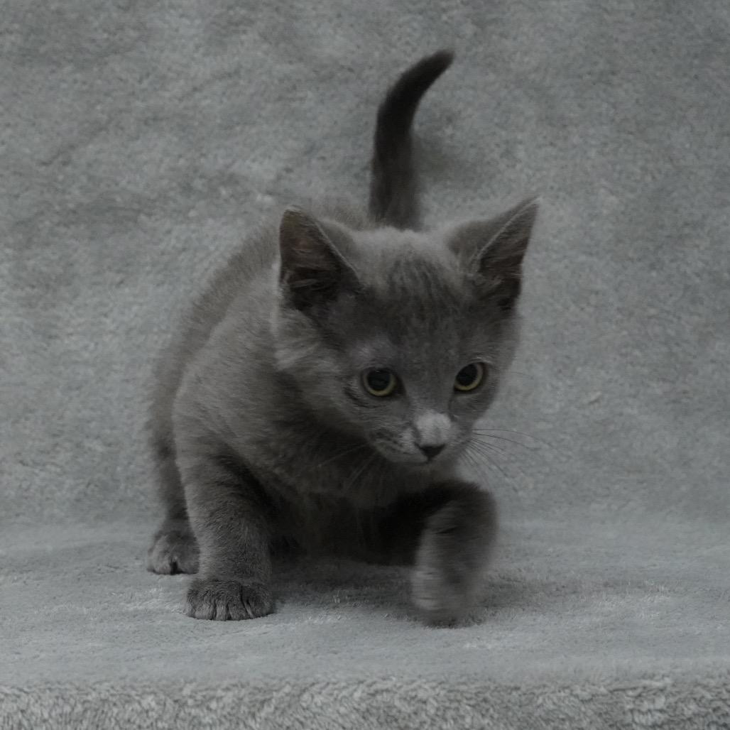 Manhattan (Courtesy Post), Adoptable, Kitten Female Domestic Short Hair & Russian Blue.