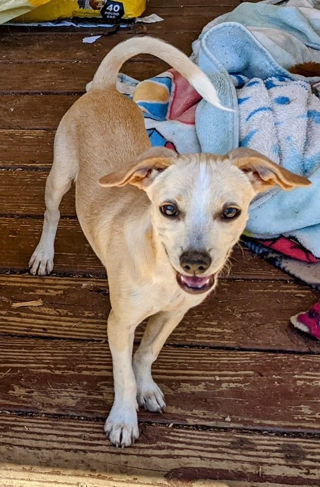 Enlarge Bailey, a Adoptable mixed breed in Cottonwood, CA image 4/6