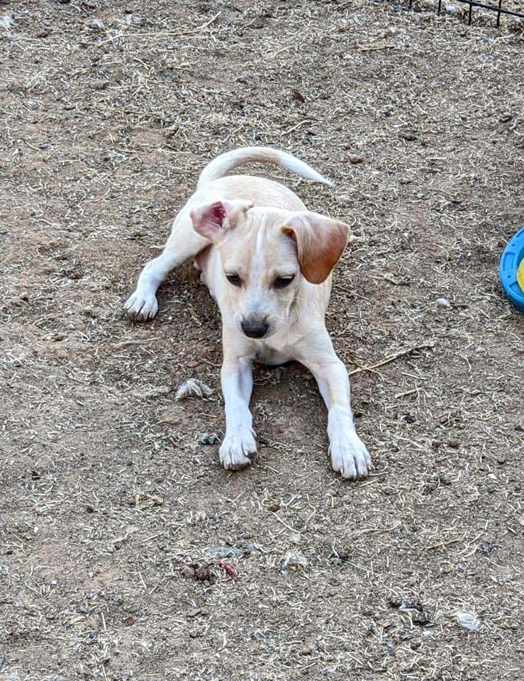 Enlarge Bailey, a Adoptable mixed breed in Cottonwood, CA image 3/6