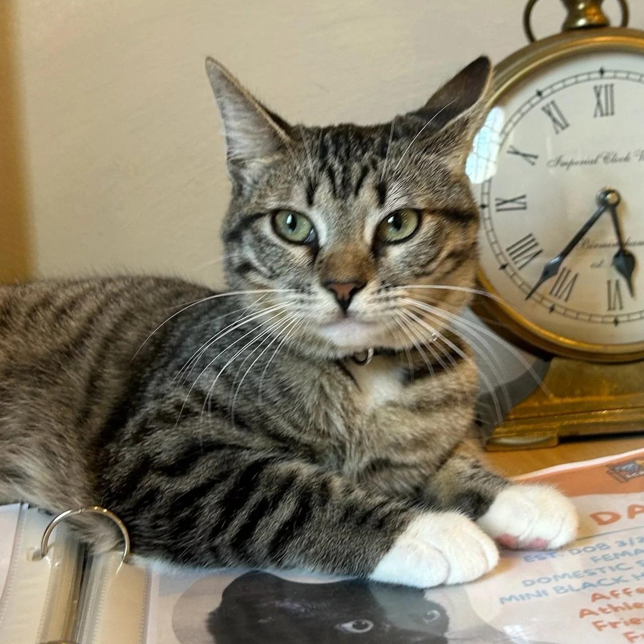 Cookie, an adoption pending mixed breed in Santa Clara, CA image 1/6