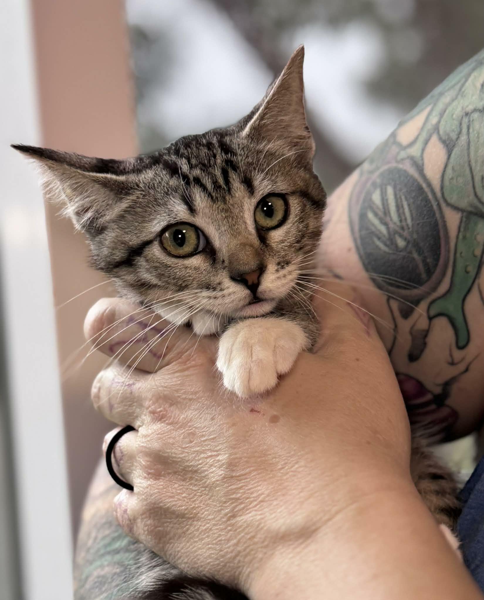 Cookie, adoptable, Kitten Female Domestic Short Hair & Tabby.