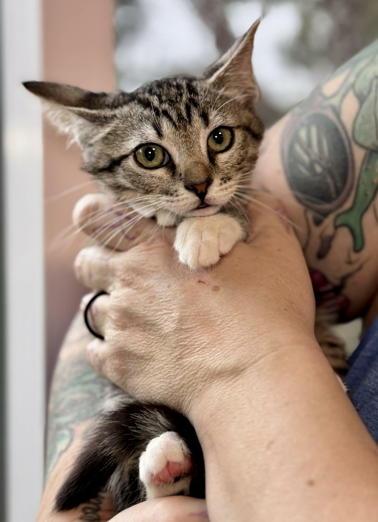 Enlarge Cookie, an adoptable mixed breed in Santa Clara, CA image 2/2