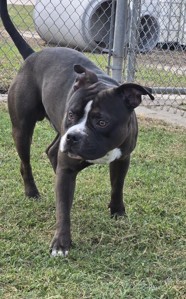 Enlarge Scooter, a Adoptable Pit Bull Terrier in Humble, TX image 1/1